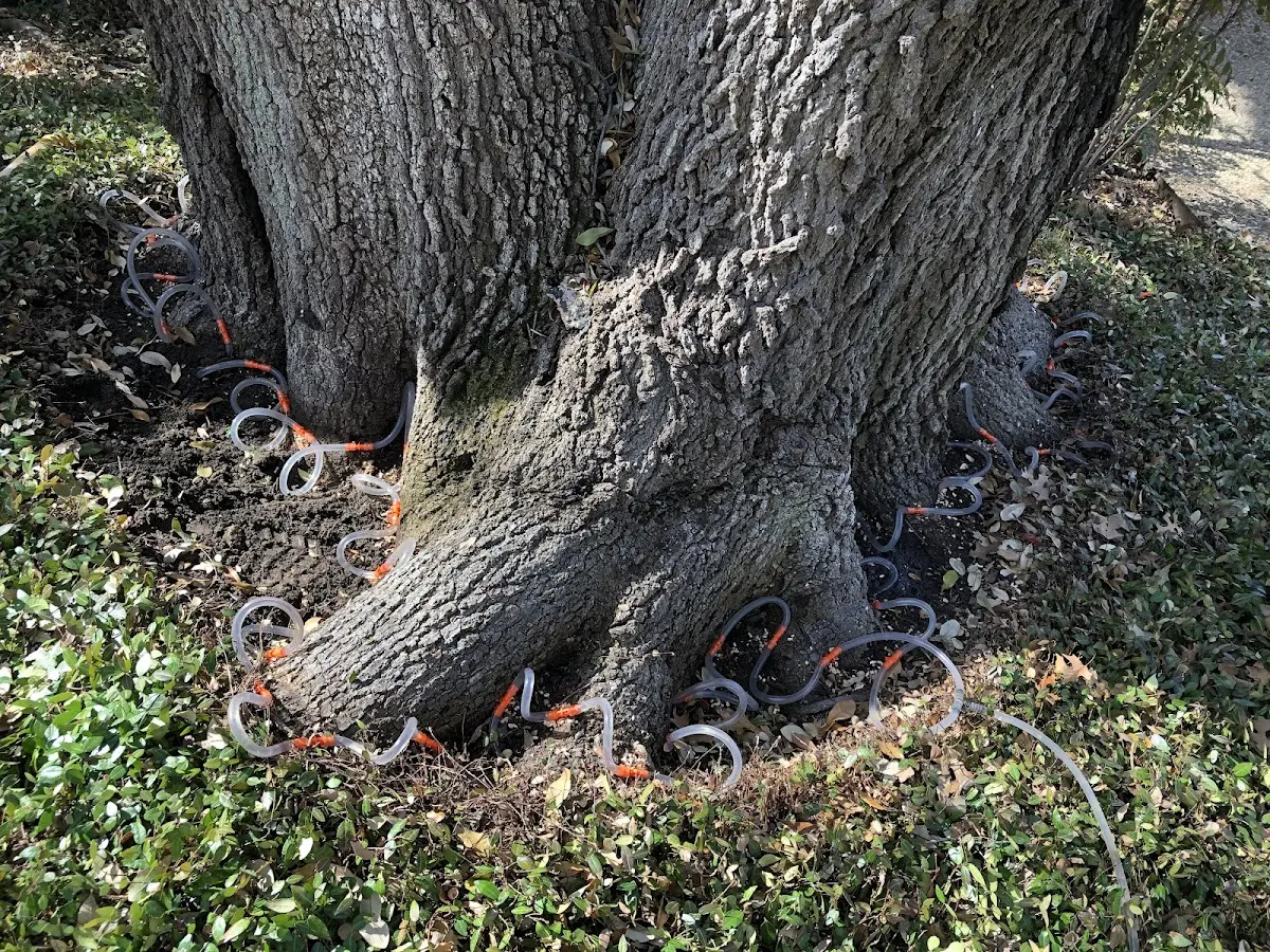 Detailed Tree Cabling and Bracing job site in Lynchburg