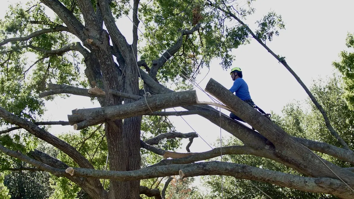 Professional Crown Thinning performed by certified arborists in Lynchburg
