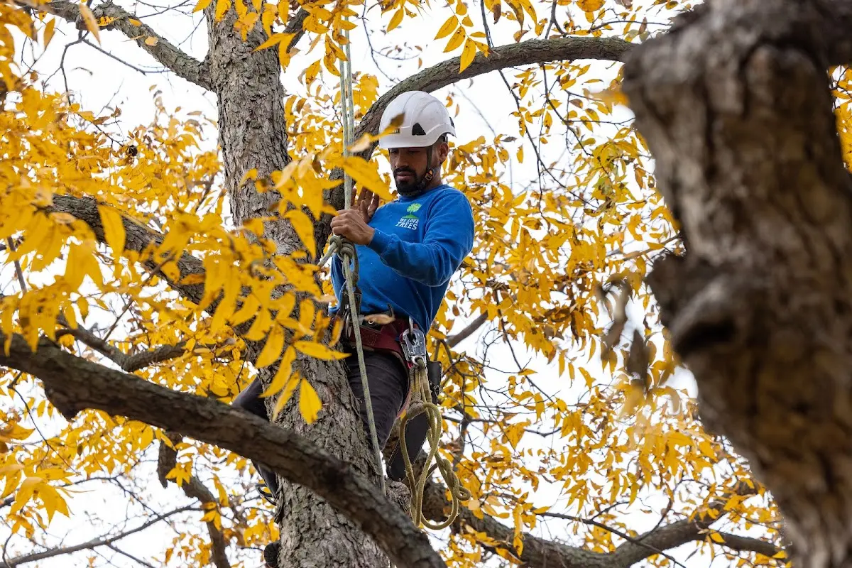 Skilled Tree Planting crew working in Lynchburg